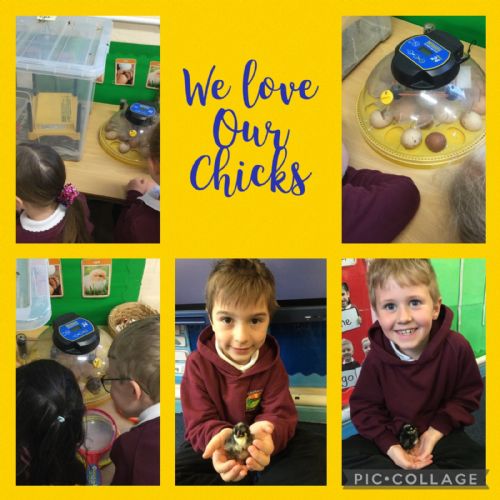 Our Chicks May 2024